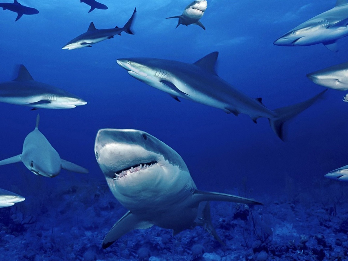 Стая акул обои