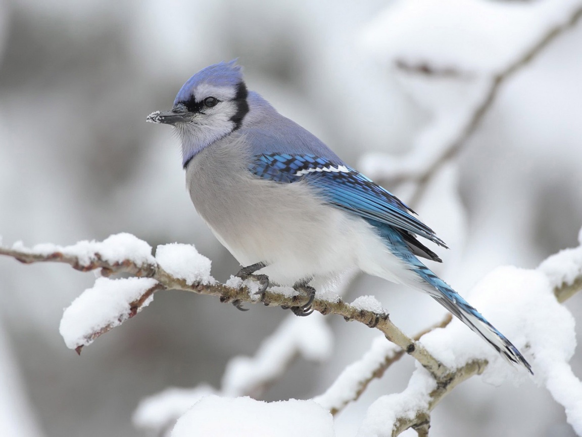Маленькая синяя птичка обои