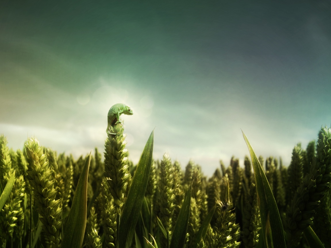 Маленький хамелеон на травинке обои