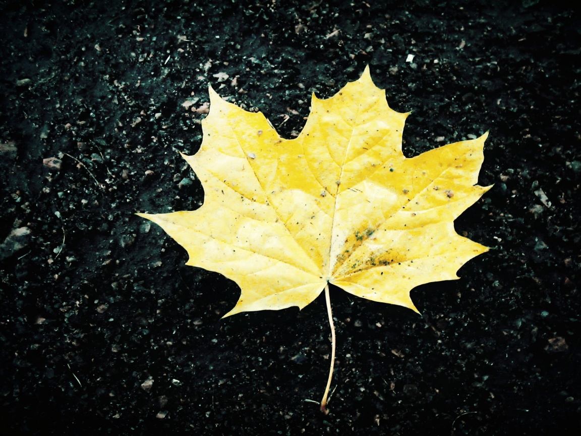Желтый лист обои