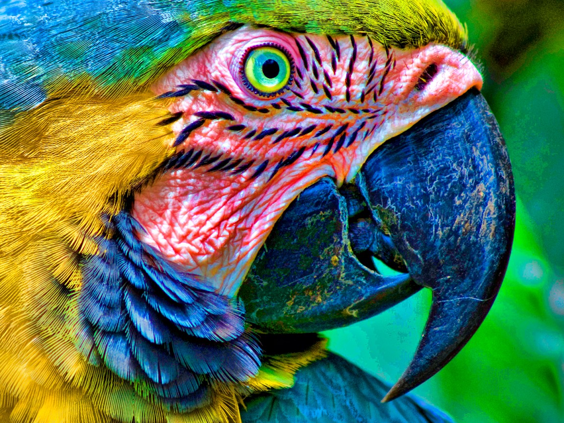 Попугай обои