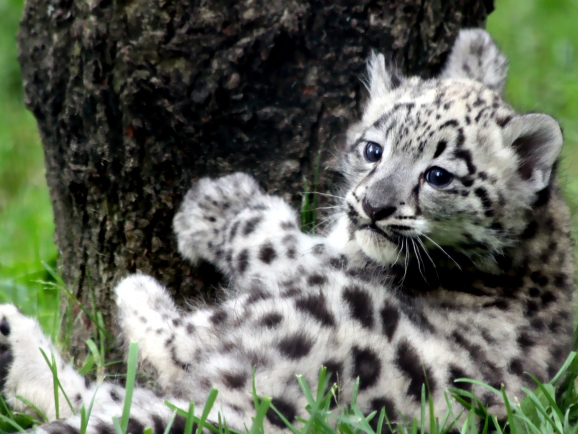 Котенок большой дикой кошки обои