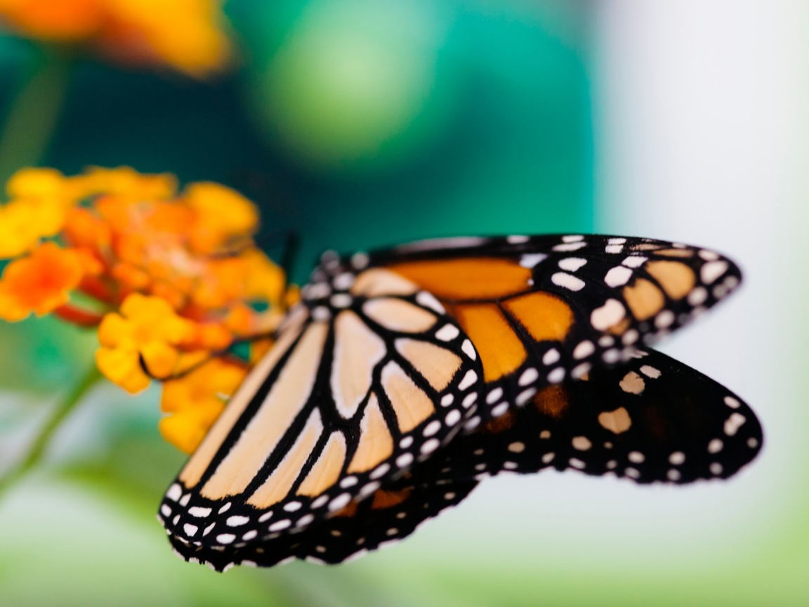 Бабочка на цветке в макро обои