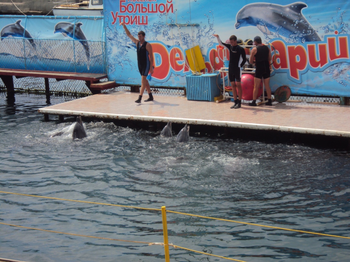 Утро в дельфинарии обои