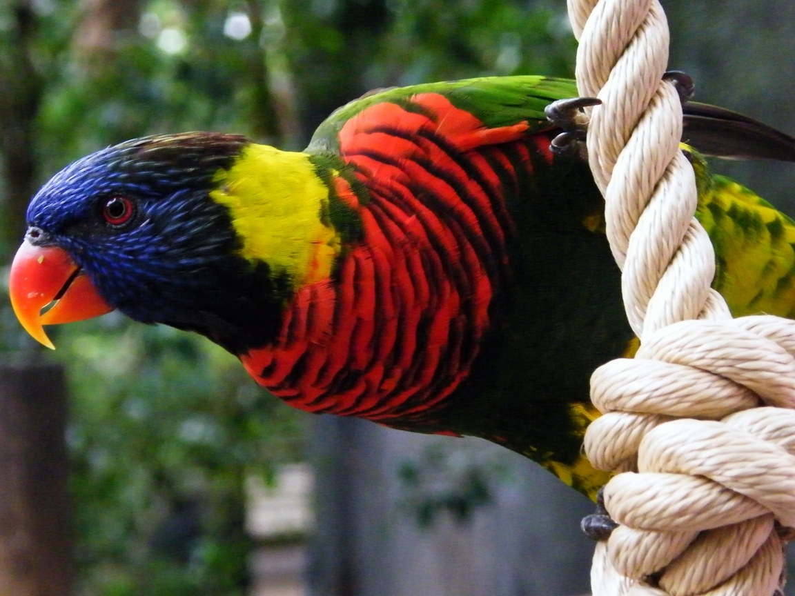 Попугай на канате обои