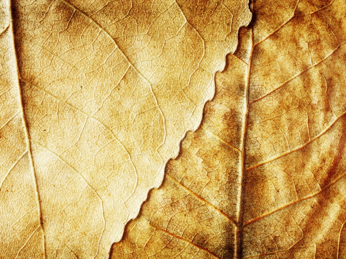 Текстура желтых увядших листьев обои