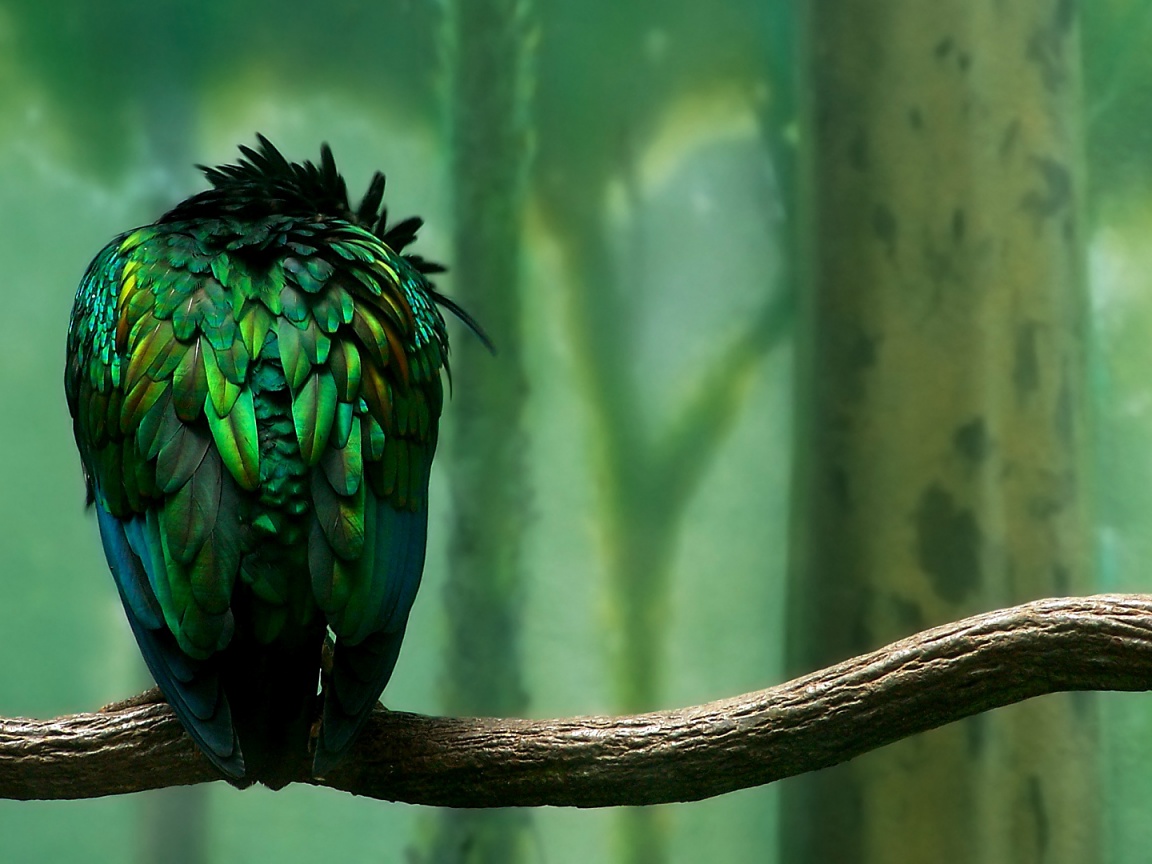 Птица спит на ветке обои