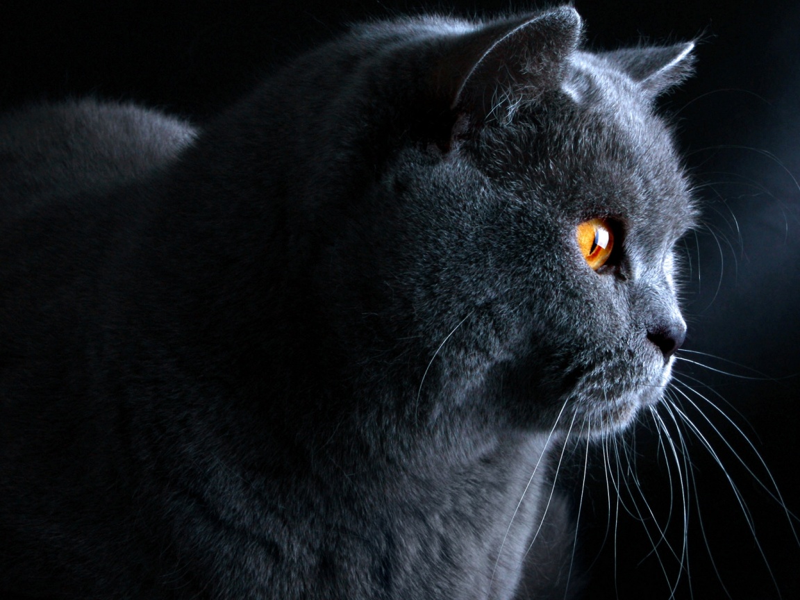 Плюшик  обои