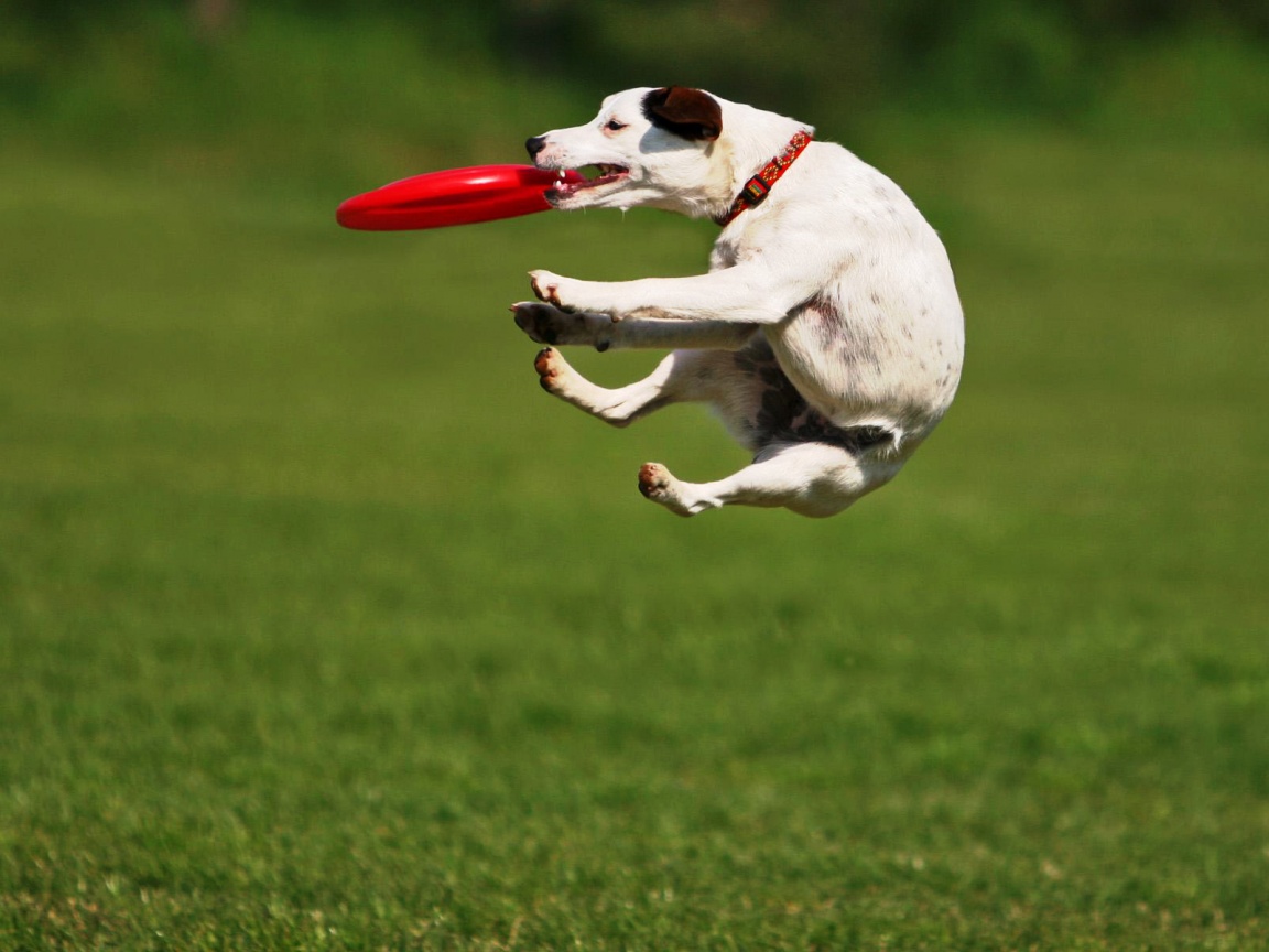 Ловкач обои