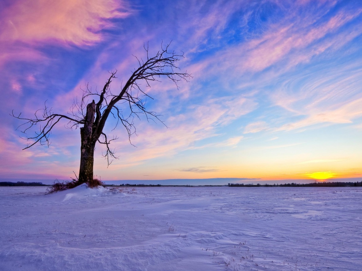 Сломанное дерево в снежной тундре обои