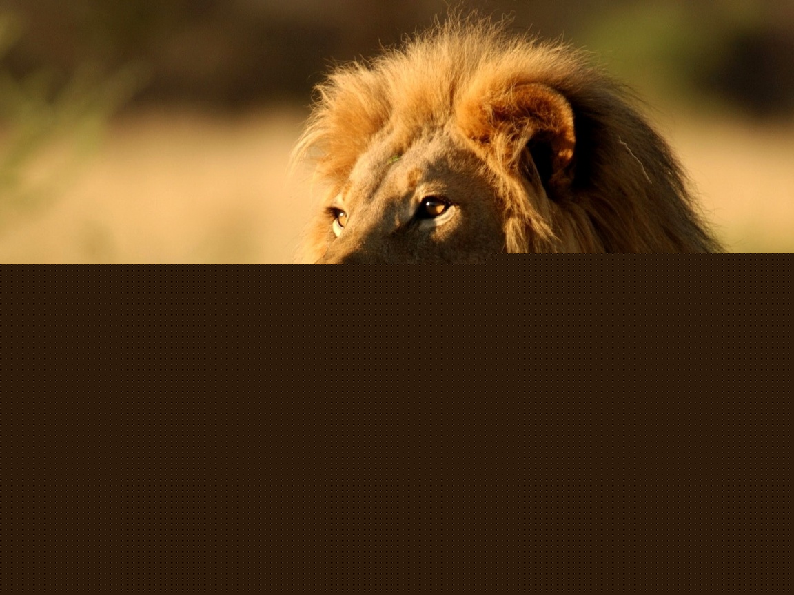 Царь зверей обои