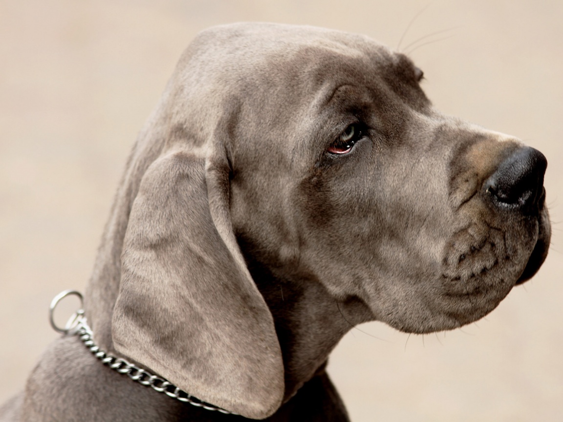 Грустная собака обои