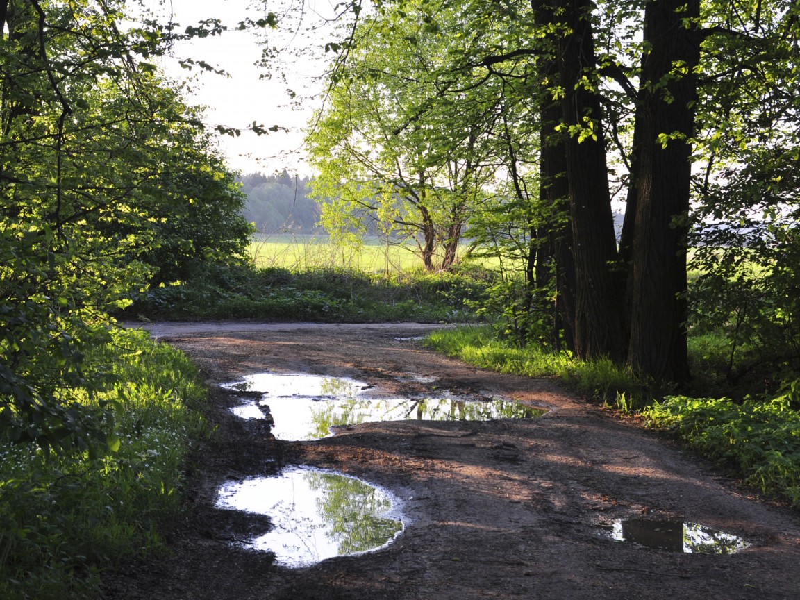 Лесная дорога обои