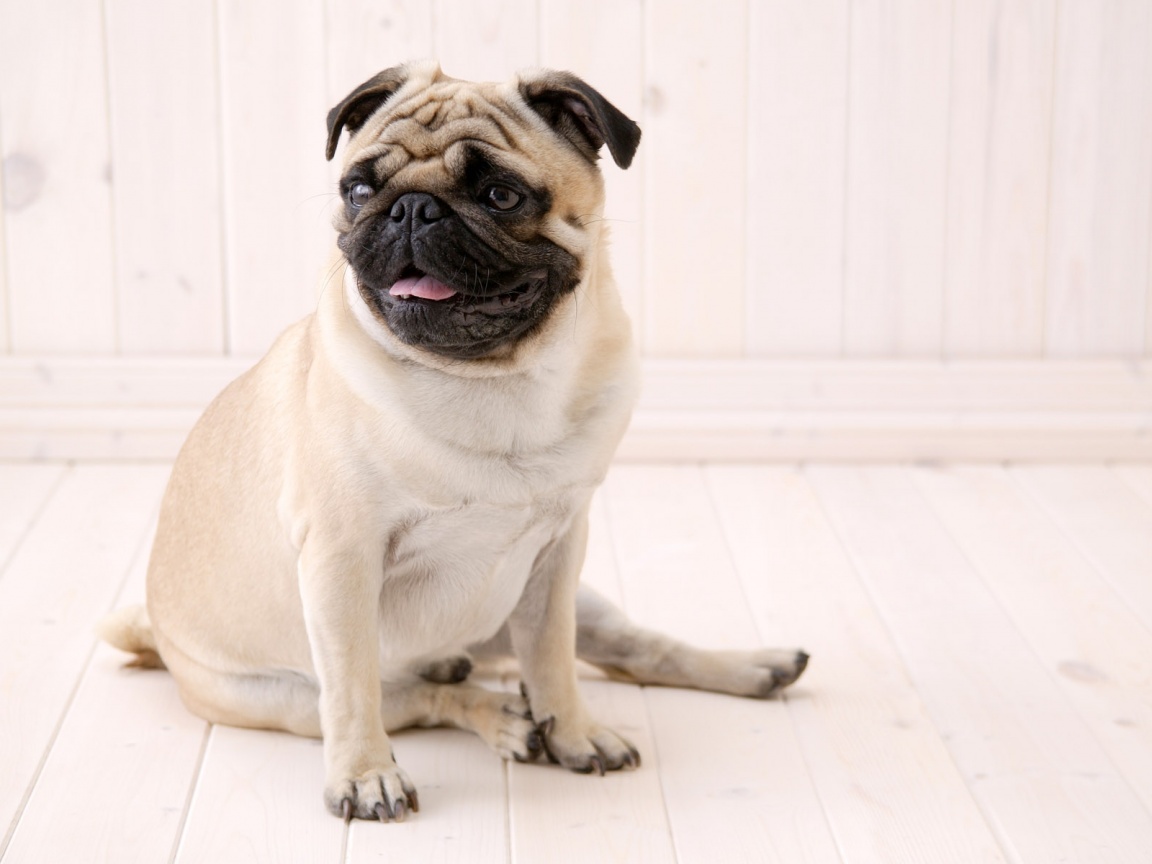 Симпатичный мопс на полу обои