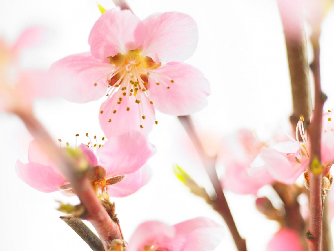 Нежные розовые цветы обои