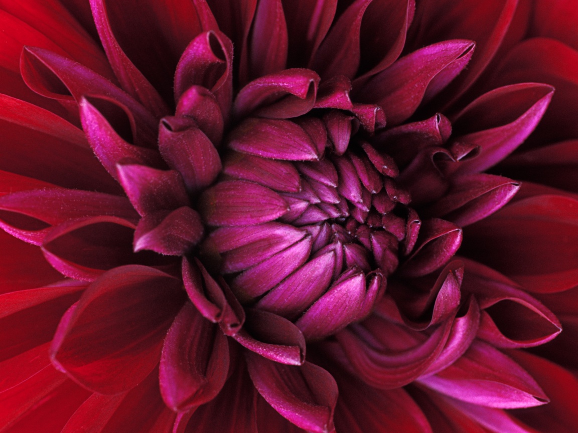 Цветок обои