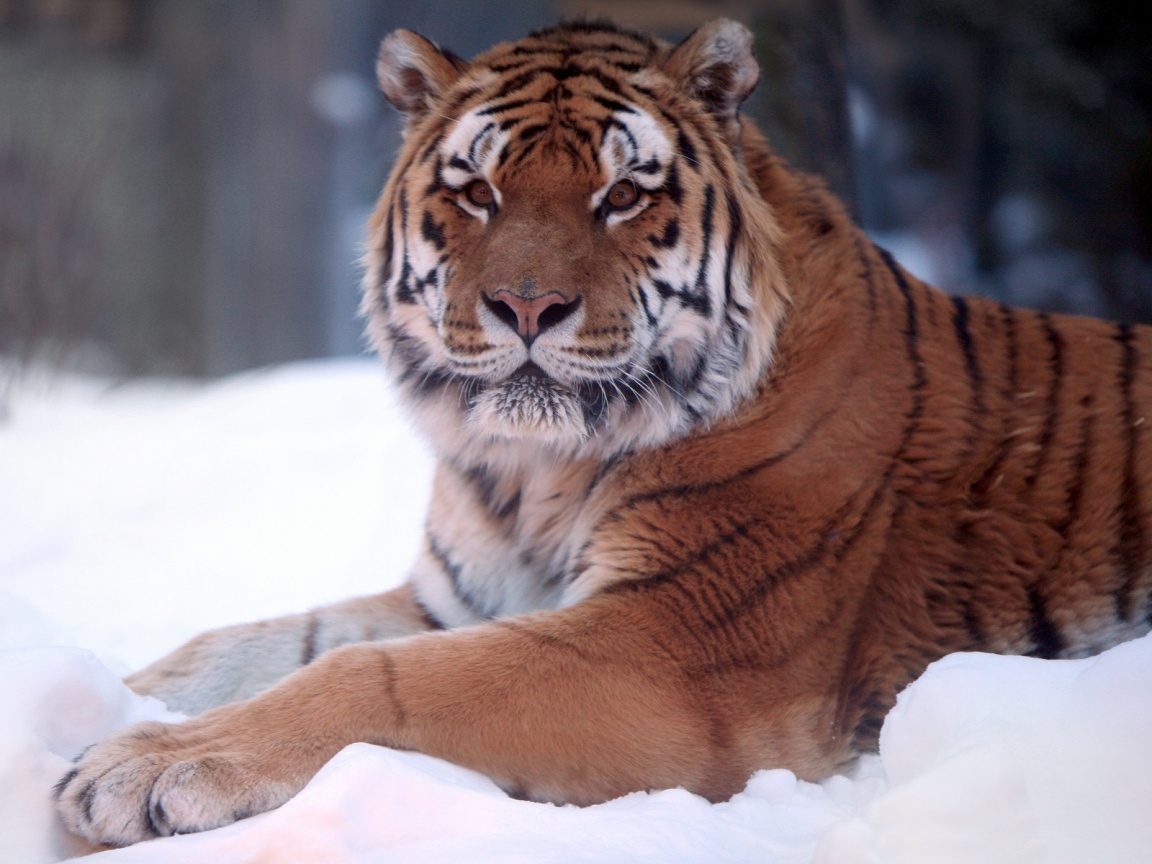 Тигр в снегу обои