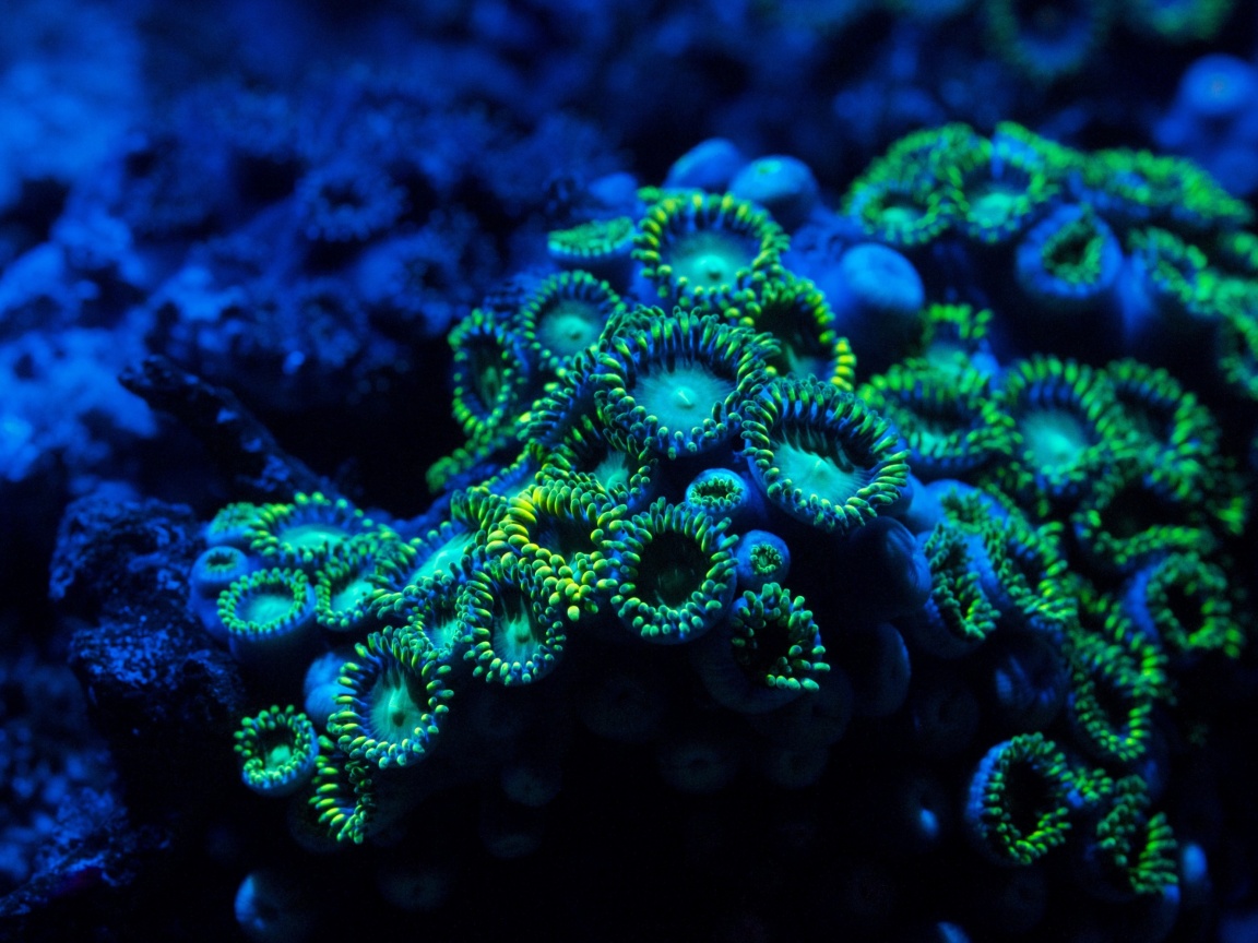 Морское дно обои