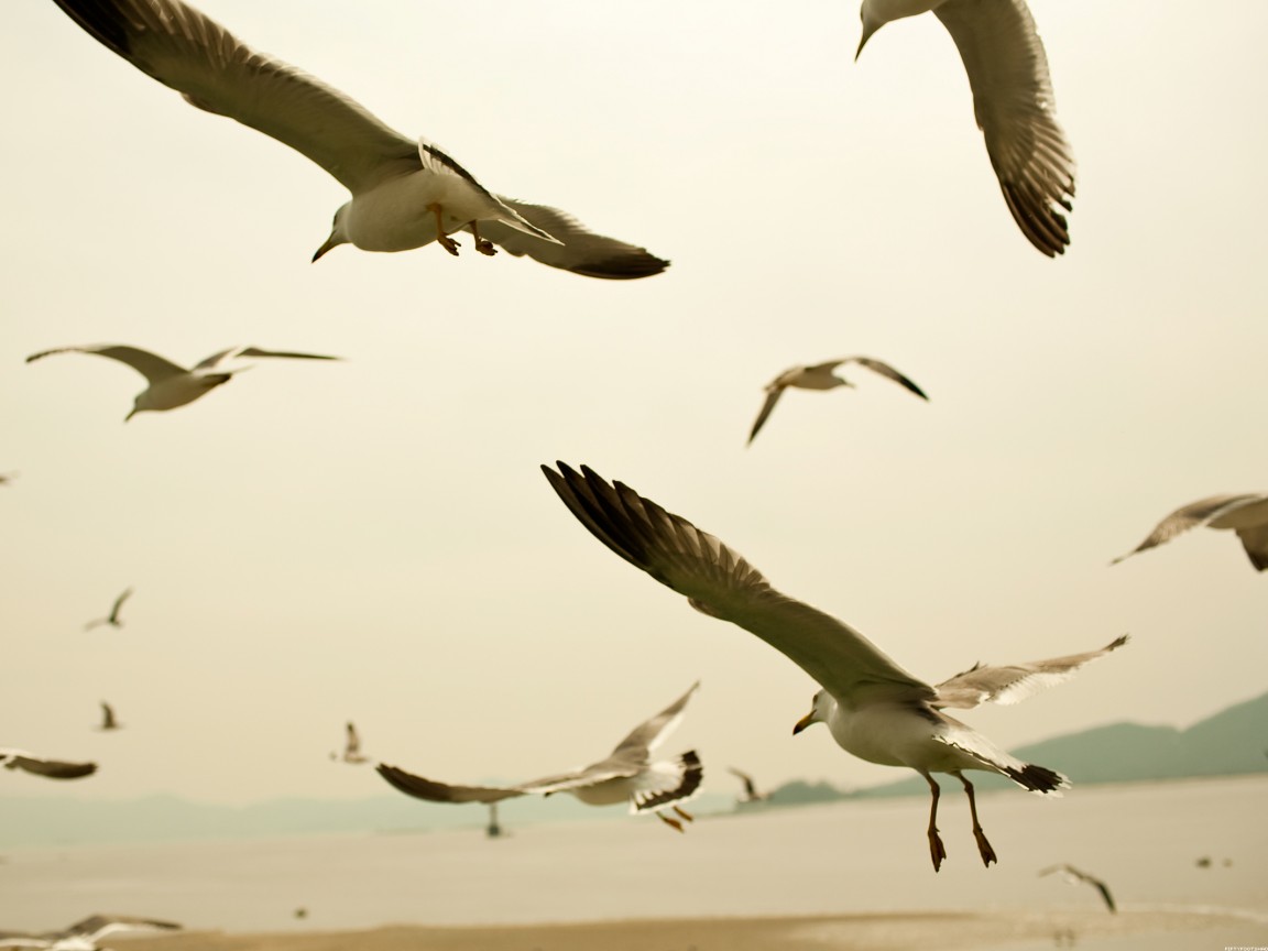 Чайки обои