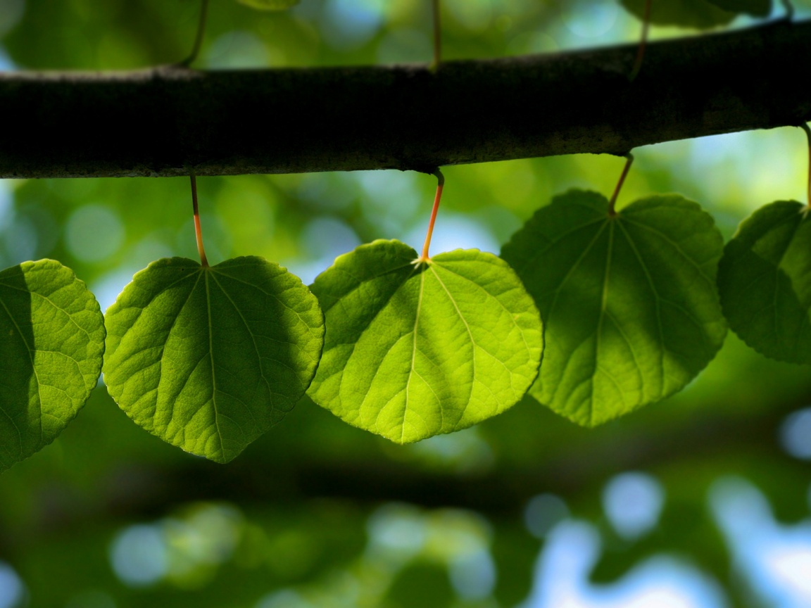 Ветка с зелеными листочками обои