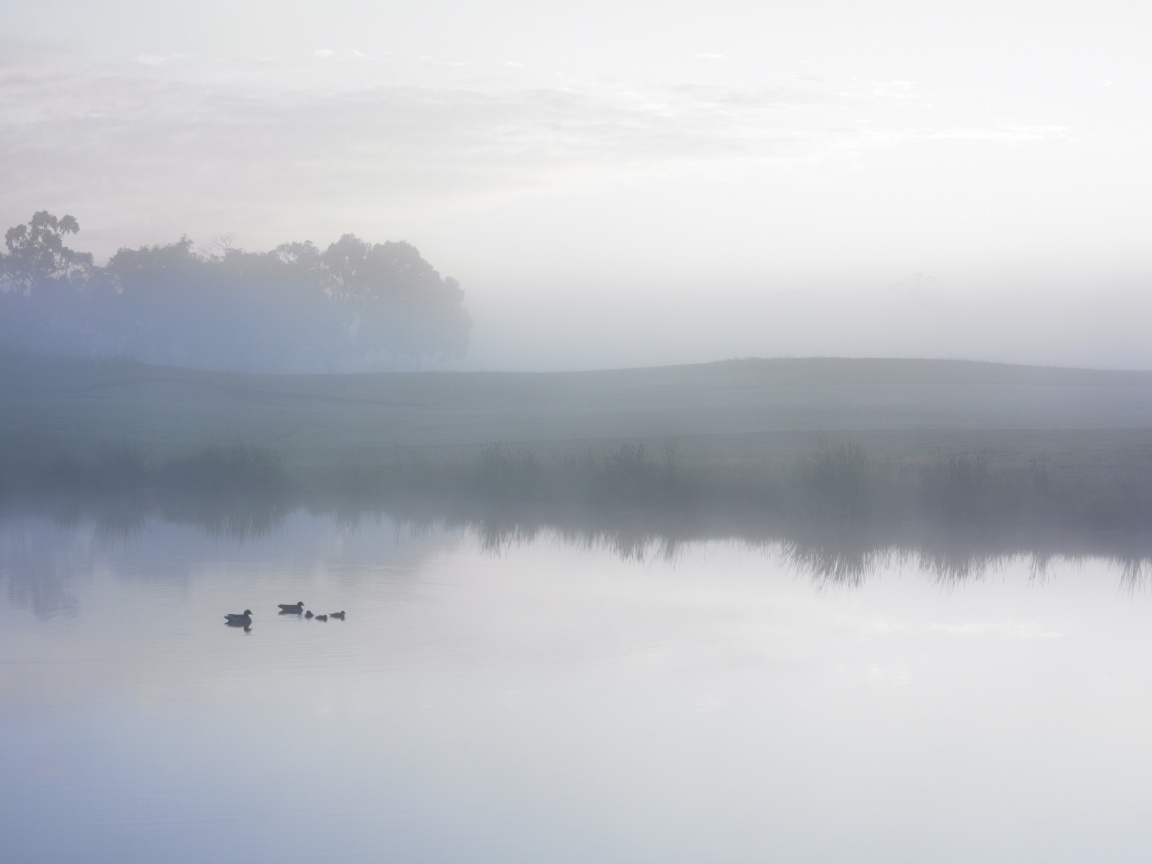 Ducks on a Misty Pond обои