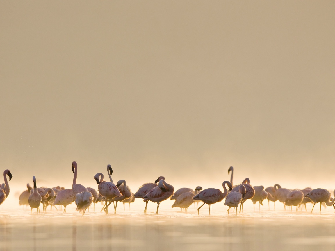 Flamingos обои