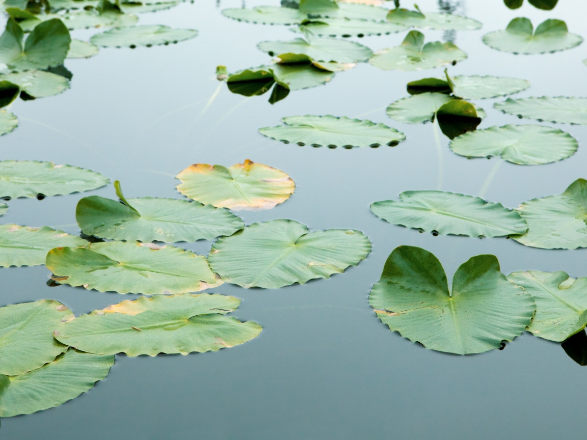 Плавающие листья обои