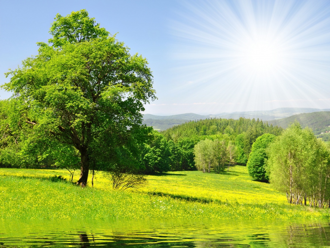 Дерево у воды обои