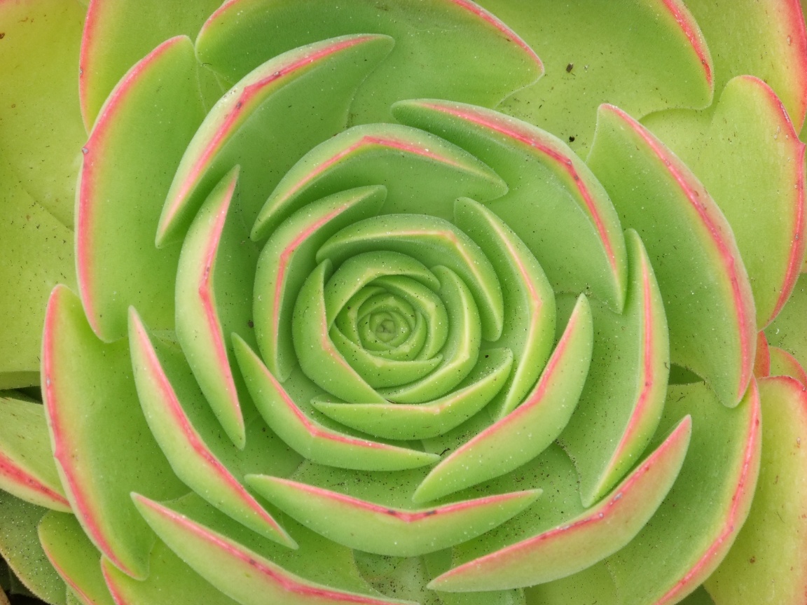 Зеленый цветок обои