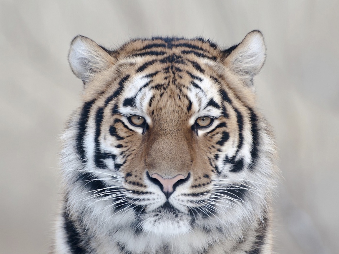 Красавец тигр обои