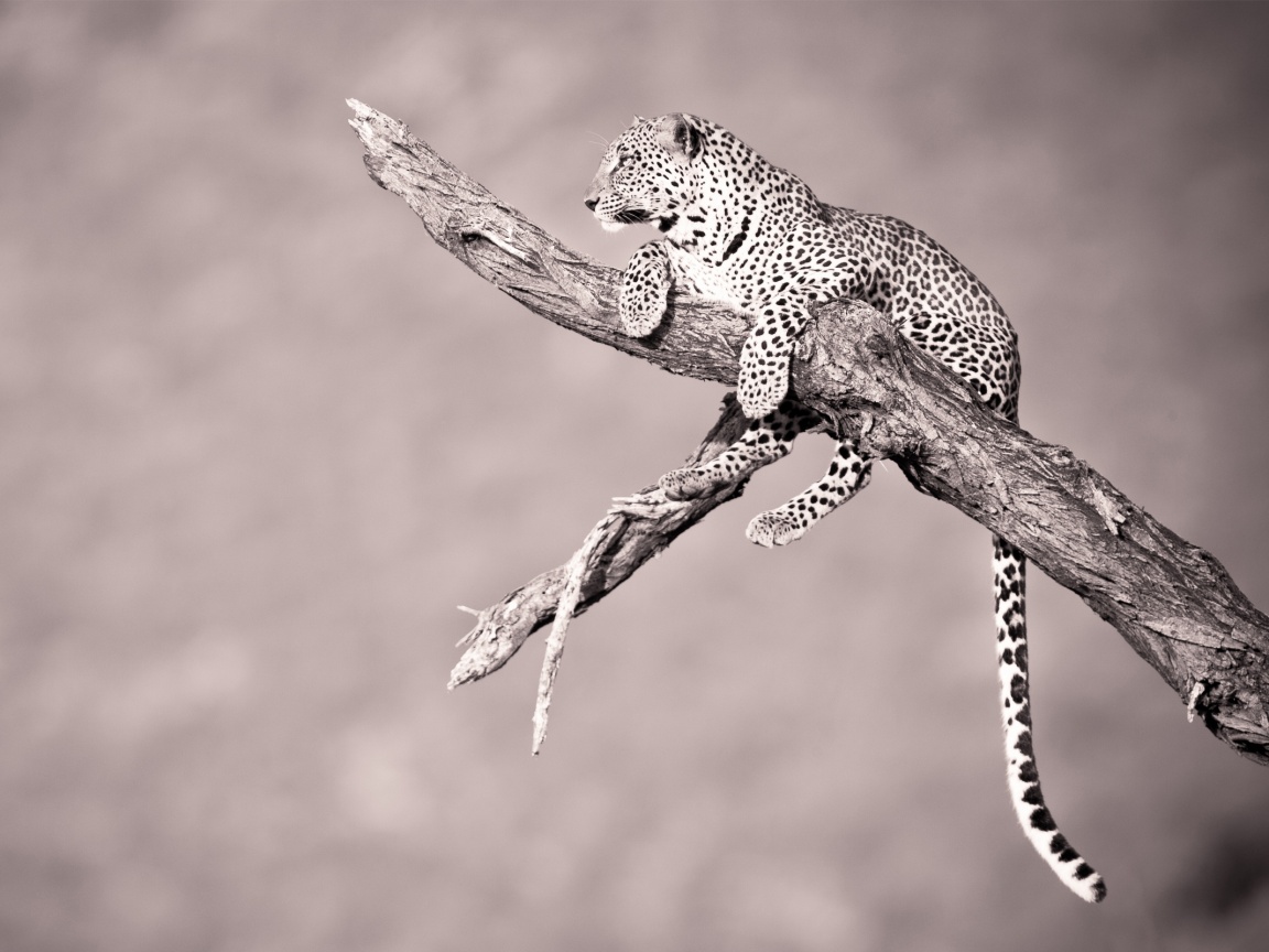 Ягуар на дереве обои