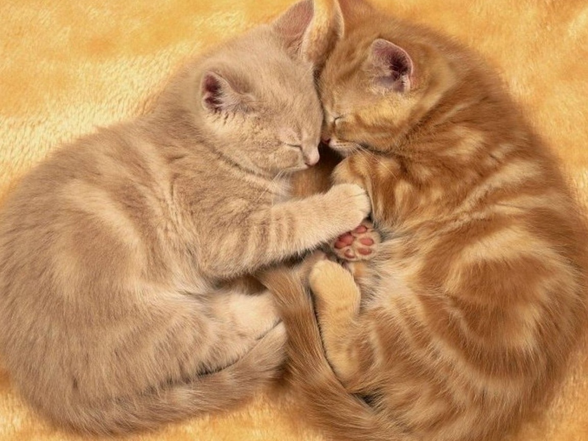 Рыжие котята в обнимку обои