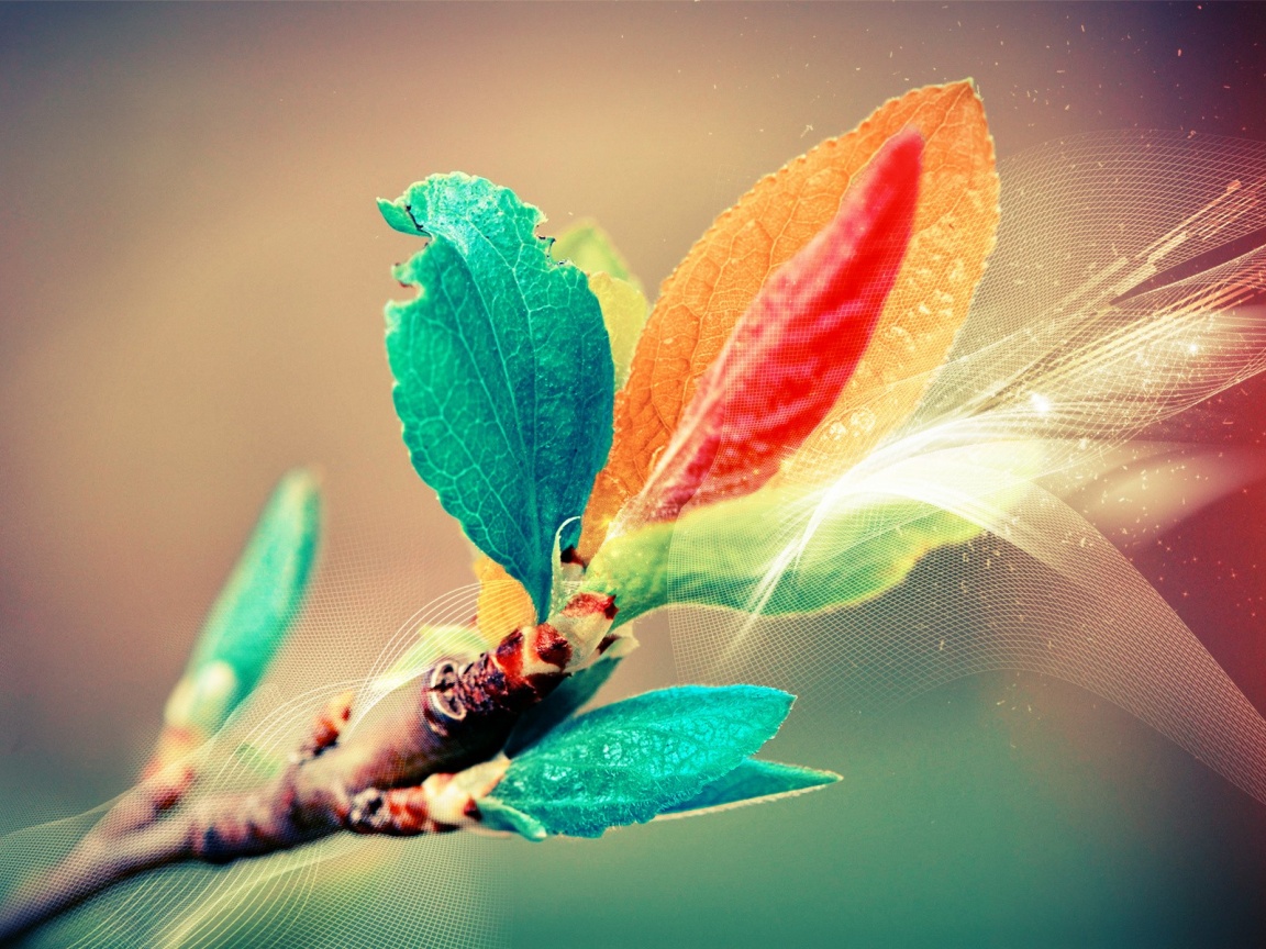 Разноцветные листья обои