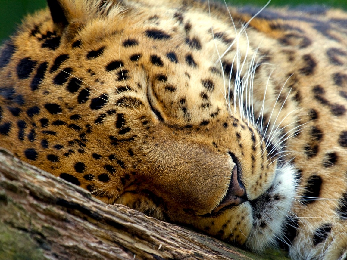 Спящий хищник обои