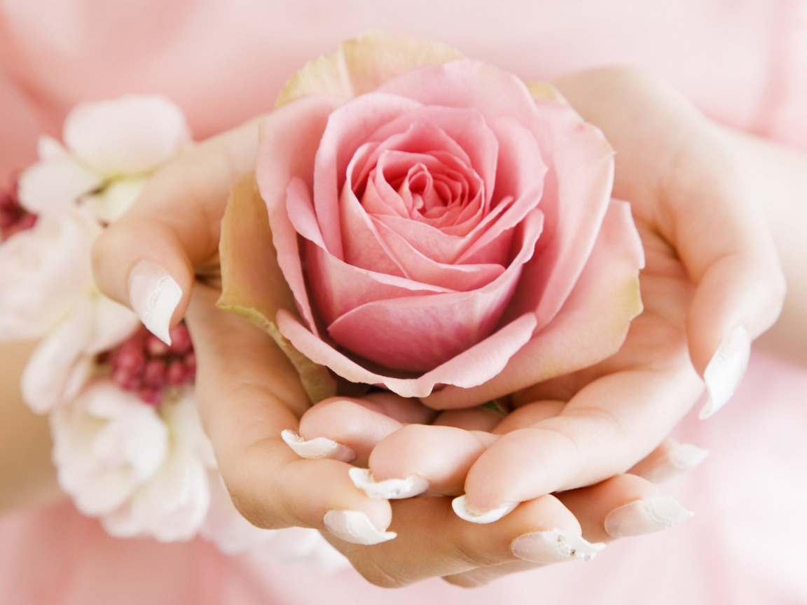 Роза в женских руках обои