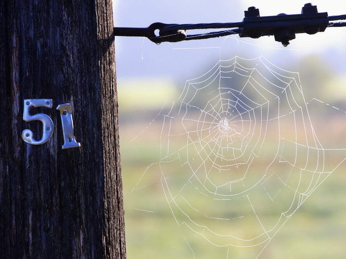 Паутина 51 обои