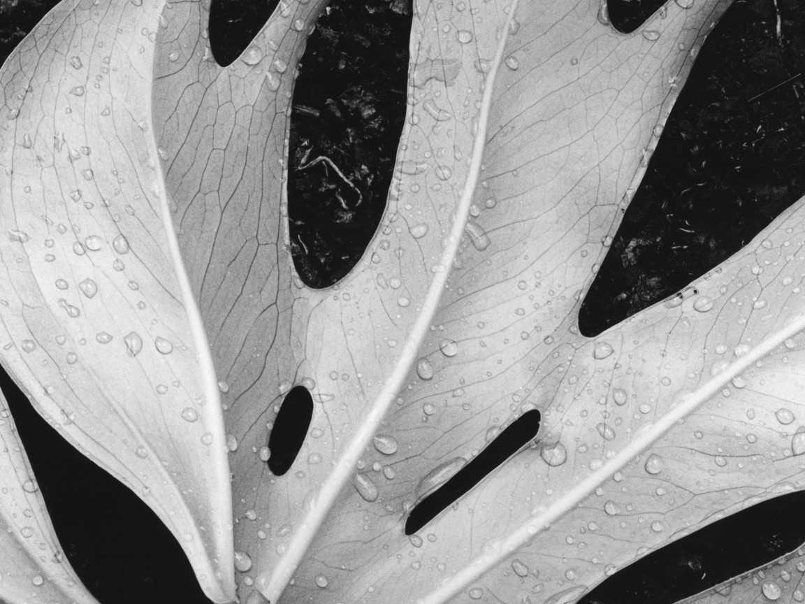 Белый лист обои