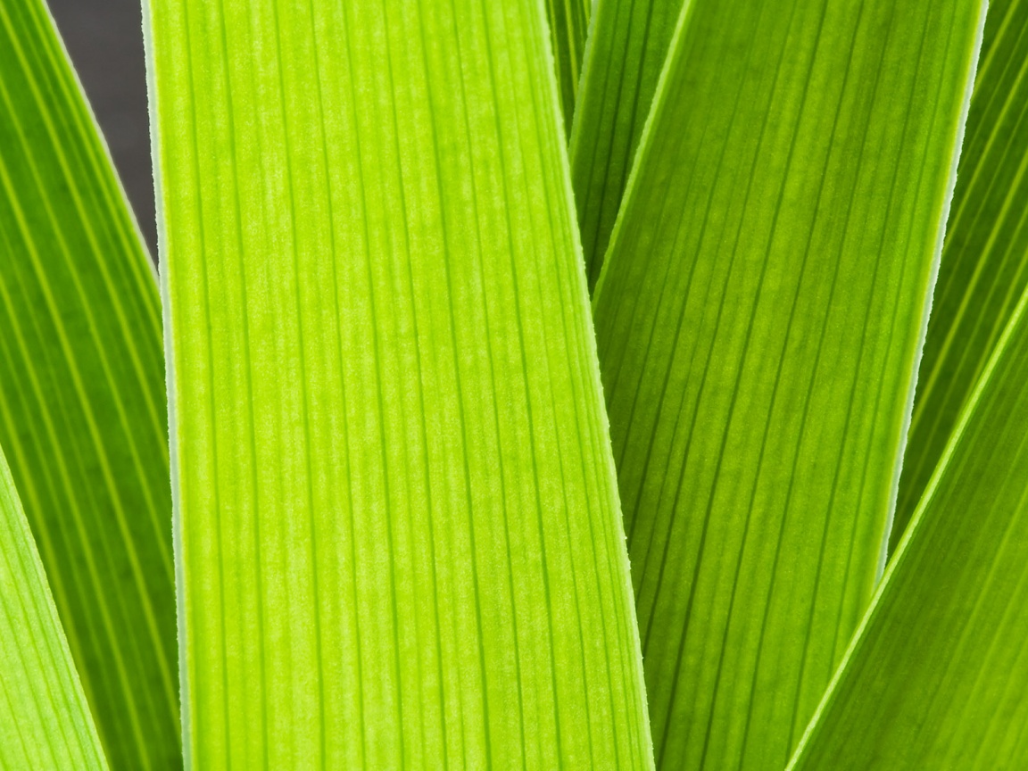 Стебли обои