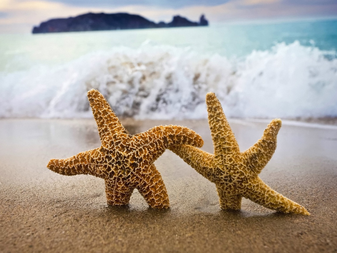 Две морские звезды обои