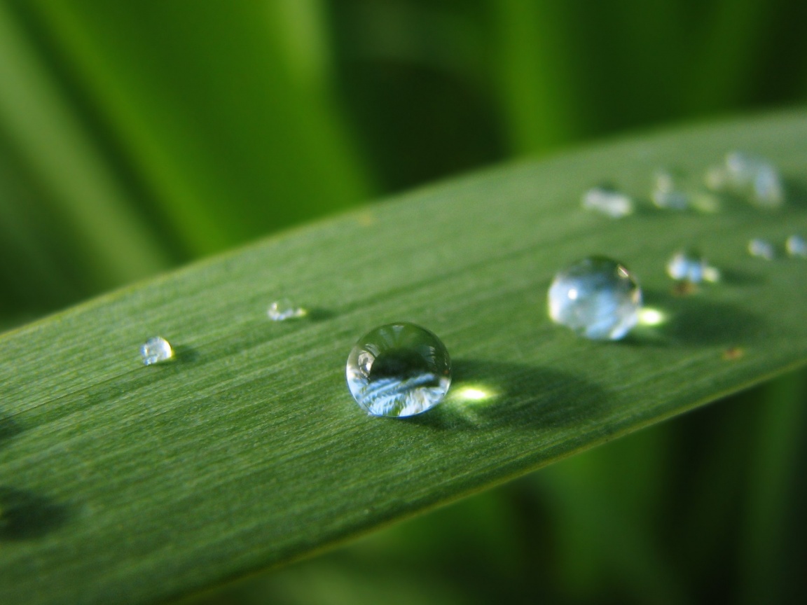 Капли росы на листе обои
