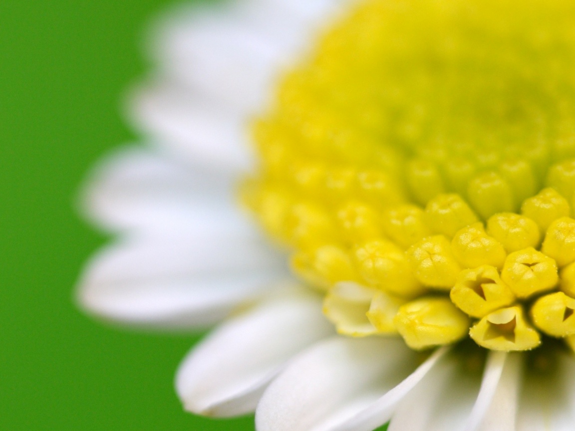 Хризантема обои