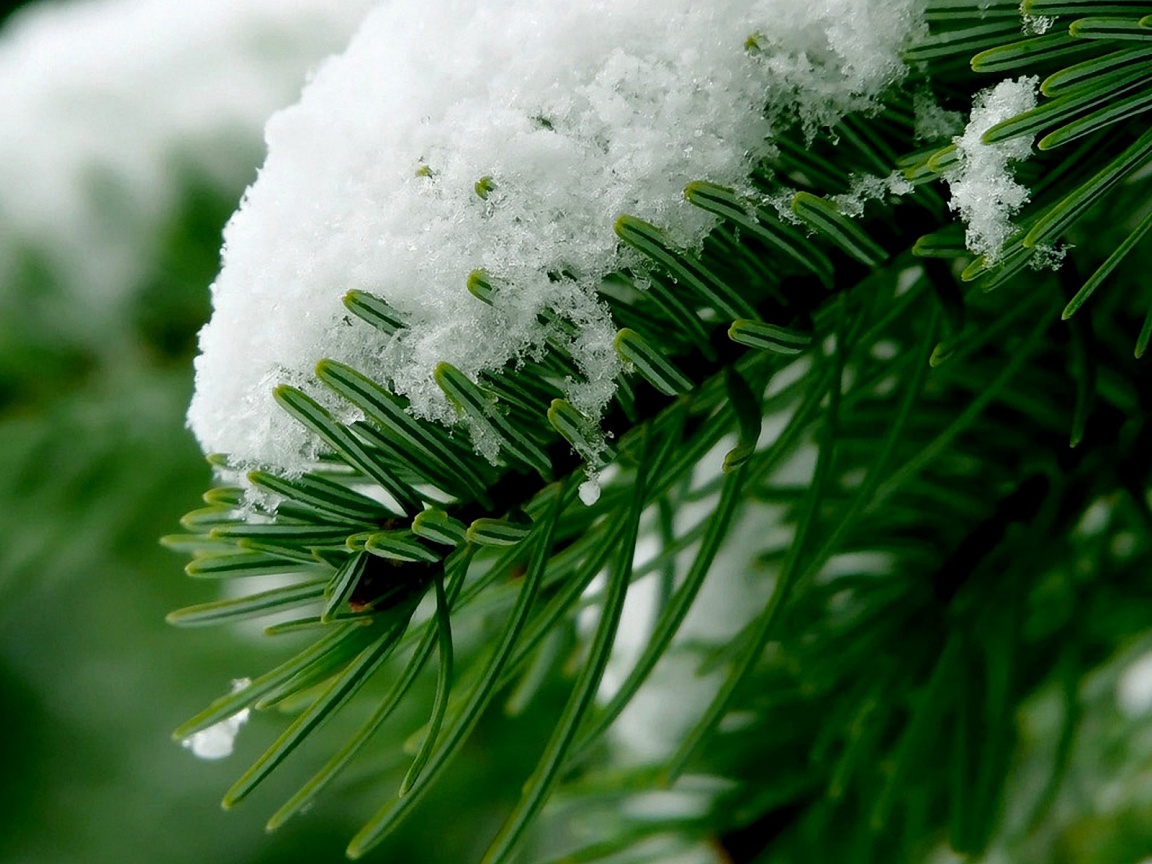 Хвойная ветка вся в снегу обои