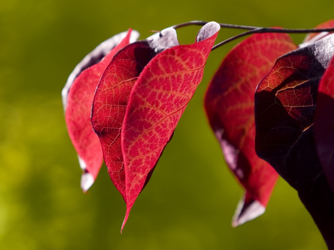 Ветка красных листьев обои