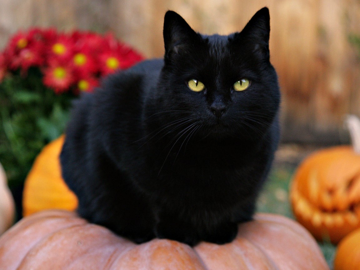 Чёрный кот на тыкве обои