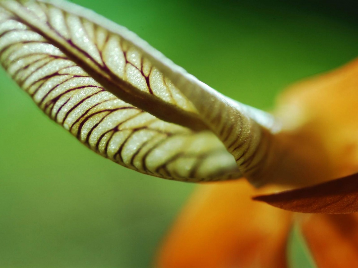 Сетчатый лист обои