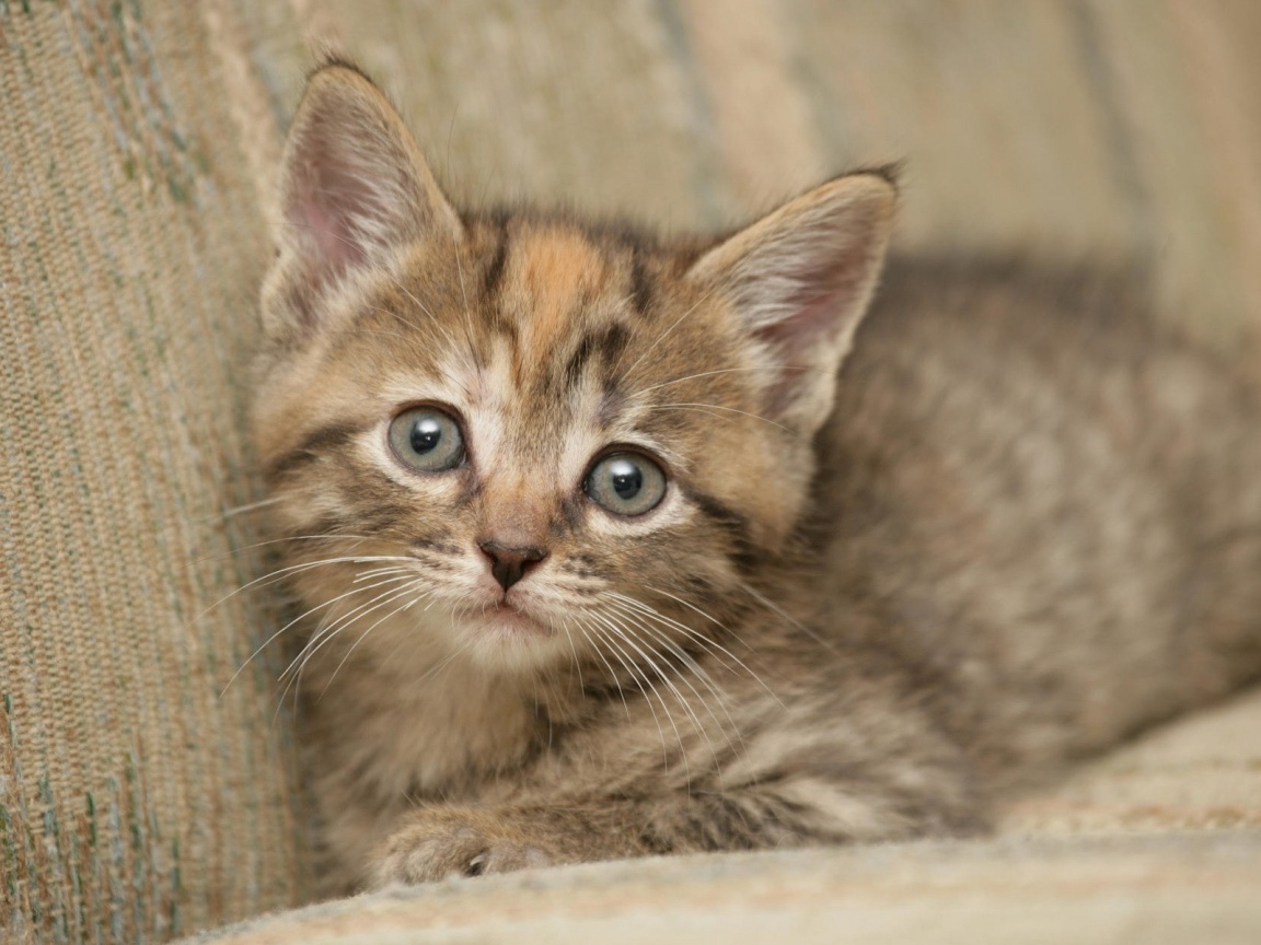 Милый маленький котенок обои