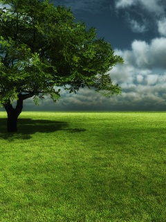 Зеленое поле обои