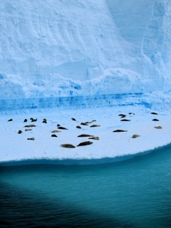 Спящие тюлени обои