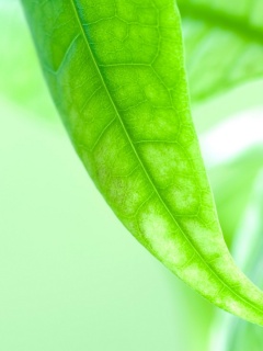 Зеленый листок обои