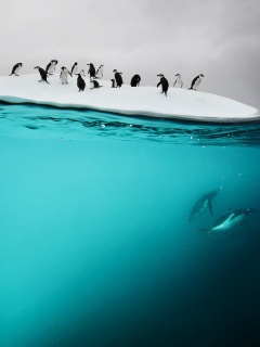 Пингвины обои